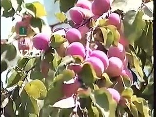 HRT 2 18.07.2009. - Reklama i najave