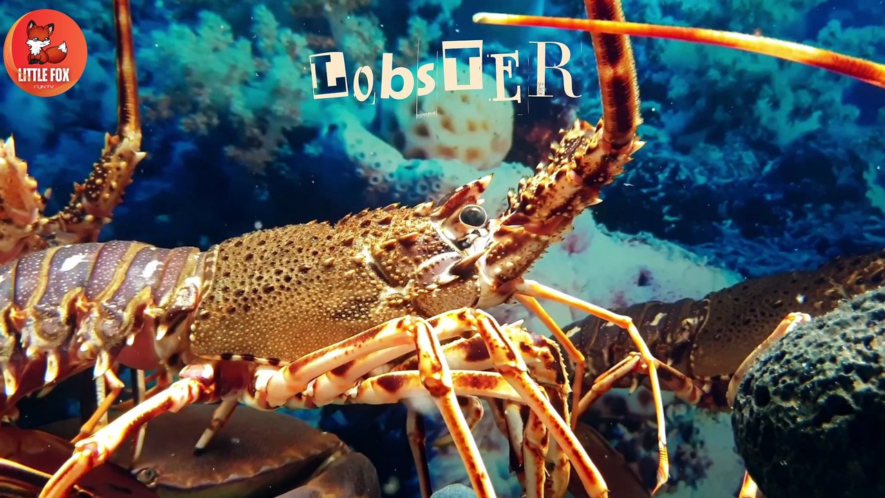 Top 40 Invertebrates Animals Name for in English for kids learning #kidslearning #animals  #insects