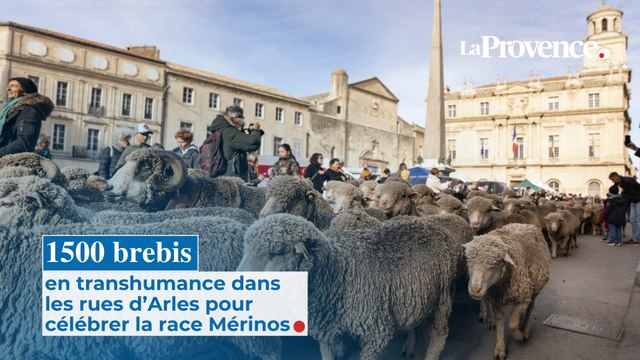 1500 brebis en transhumance dans les rues d’Arles pour célébrer la race Mérinos