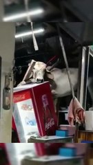 Vaca em fuga cai em telhado de bar no Brasil
