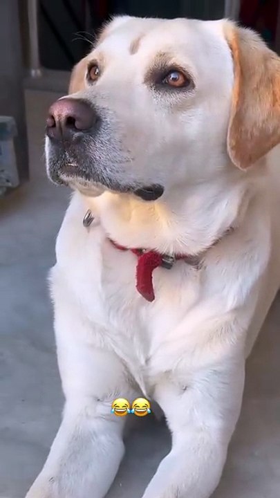 no reaction 😂#funnydog #viraldog #labradorpuppy #funnypetshort