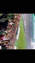 Torcedores da Chapecoense celebram acesso à Série A
