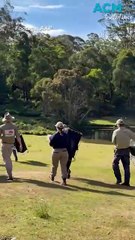 ‘We saved a species’:  89-year-old creates wallaby haven in backyard