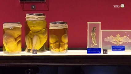 Netflix estrena “Sangre del Toro”, documental sobre Guillermo del Toro