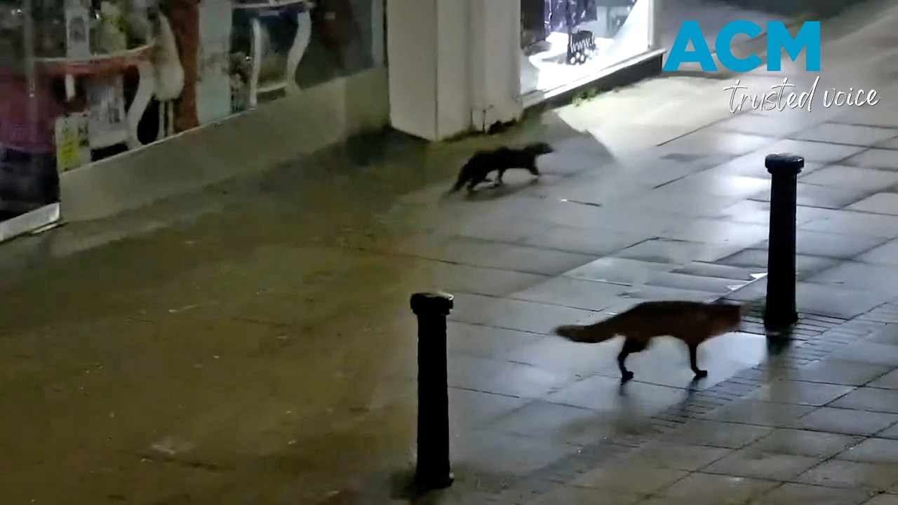 Adorable fox and otter duo captured on midnight stroll together