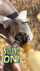 Kangaroo enjoying milk