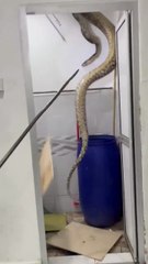 Giant Snake Found Hiding on Bathroom Ceiling — Shocking Real Footage!
