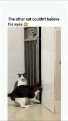 Funny Cats Movements For Cat lovers. Must Watch