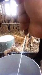 Funny Cats Movements For Cat lovers. Must Watch