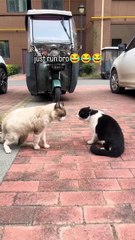 Funny Cats Movements For Cat lovers. Must Watch
