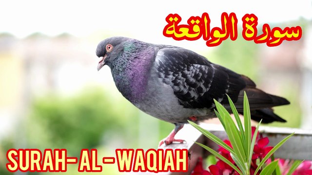 Surah Al Waqiah Full | Surah Al Waqiah Ki Tilawat | By Tilawat E Quran Abbasi studio | Quran Recitation