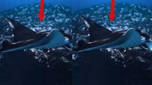 Video shows a majestic and enormous manta in the ocean
