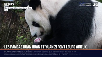 Le public fait ses adieux au célèbre couple de pandas avant leur retour en Chine