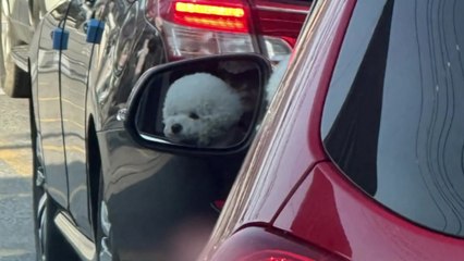 운전하는 강아지?...알고보니 '위험천만' [앵커리포트] / YTN