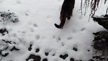 Cat Reacts To First Snow This Year! ❄️:) #cat #funnycats #cats #cutecats #winter #snow #goodmorning #viralcats #trending #fyp