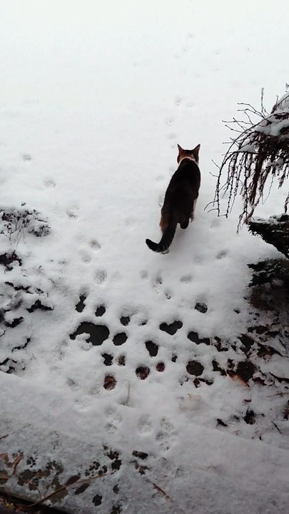 Cat Reacts To First Snow This Year! ❄️:) #cat #funnycats #cats #cutecats #winter #snow #goodmorning #viralcats #trending #fyp