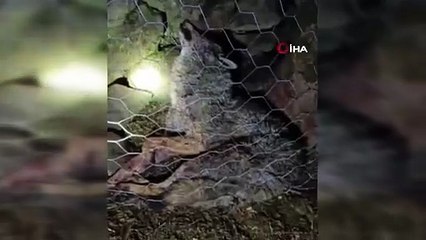 Koyun sürüsüne saldıran kurta çoban köpekleri geçit vermedi