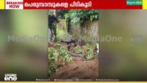 'അതിന്റെ വലിപ്പം നോക്കടാ...'; ജനവാസമേഖലയിൽ നിന്ന് രണ്ട് പെരുമ്പാമ്പുകളെ പിടികൂടി