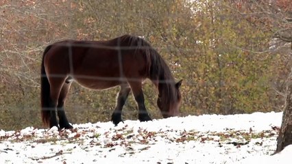 Imágenes de la nieve en Espinosa de los Monteros (Burgos)