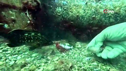 Profesör deniz dibinde taşlardan balıklara yuva yaptı: 12 tür barış içinde yaşıyor
