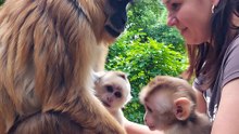 A Mother Monkey’s Gift 🐒💞 Could This Be the Purest Act of Love in Nature? 🌿🥹 #PowerfulConnection"