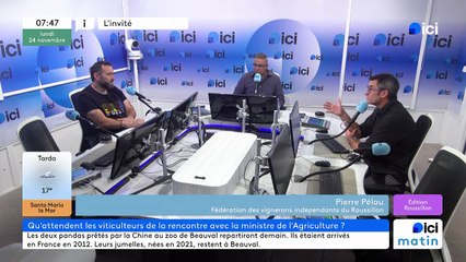 Crise du vin dans les Pyrénées-Orientales : "Il faut répondre aux demandes du marché", selon les vignerons indépendants