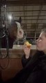 Horse Steals Woman's Apple While She Was Eating It