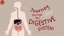 Human digestive system - How your digestive system works| Human Body #kids #science #education