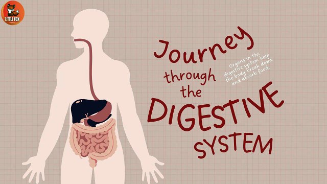 Human digestive system - How your digestive system works| Human Body #kids #science #education