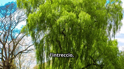 Scopri le Meraviglie del Legno di Salice