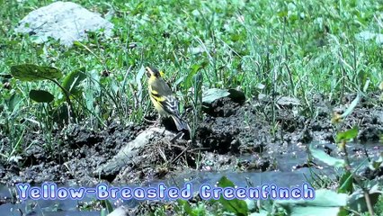 Yellow-Breasted Greenfinch in Dojanga Kumrat Valley