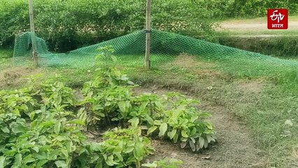 शराब की बोतलों से जड़ी-बूटियों की बागवानी तक... राकेश कुमार का एक ऐसा सफर, जो दिल को छू जाए