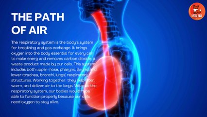 Respiratory System - How The Respiratory System Works | Educational Video #kids #science #education