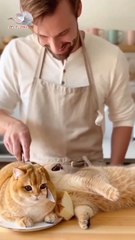 "The cat even collapsed when the cake that looked like it was cut."