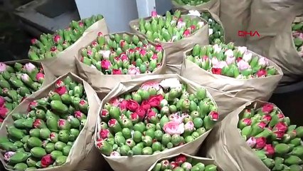 Türkiye'den Avrupa'ya 12 milyon Dolarlık yılbaşı ihracatı başladı!