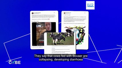 Fact check: Are cows in Denmark dying over Bovaer additive?