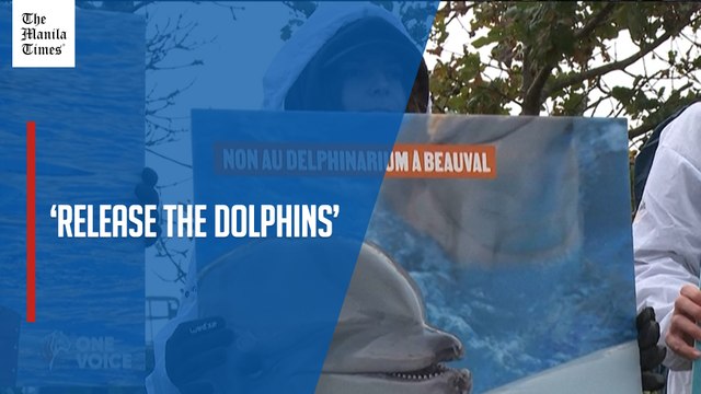 Animal-rights activists protest dolphin transfer to French zoo