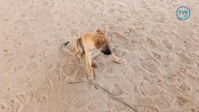 Innocent baby dogs 🐕 with his mom and me at desert 🏜️🏝️