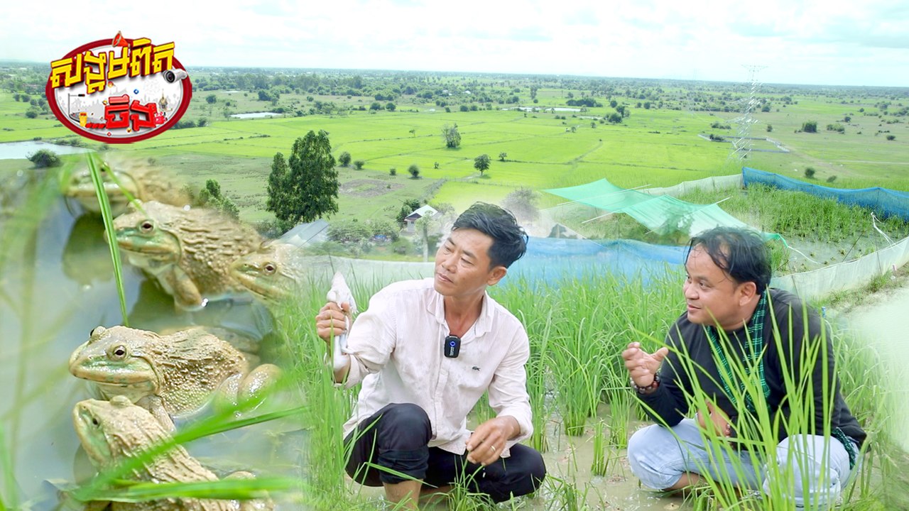 127.ចិញ្ចឹមកង្កែបក្នុងស្រែ