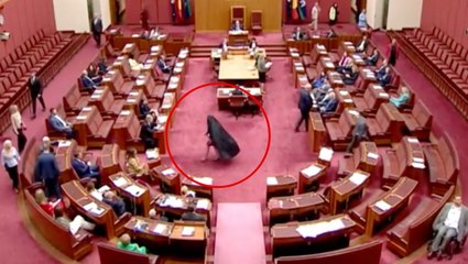 Video: Australian far-right senator wearing burqa in parliament sparks outrage