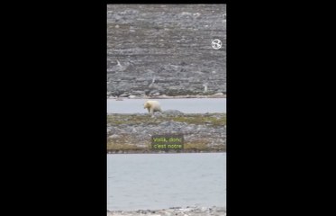 À la rencontre des ours polaires au Svalbard