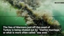 Researchers Say Climate Change Is Driving an Alarming Surge in ‘Sea Snot’.mp4