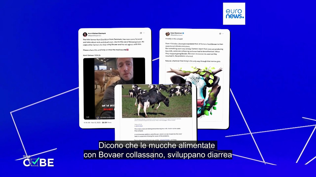 Fact-checking: le mucche in Danimarca stanno morendo a causa dell'additivo Bovaer?