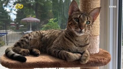 This Cat Is Going Viral for Its Impressive Hide-and-Seek Skills