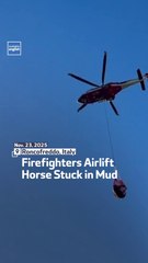 Firefighters Airlift Horse Stuck In Mud