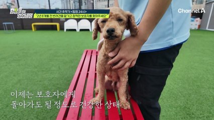 보호자의 손길을 그리워하는 반려견! 묵묵히 보호자를 기다릴 수밖에 없는 상황?
