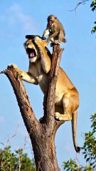 #funny video #shortvideo #viralvideo #funnyadda#