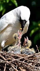Crow Feeding Pigeon Chicks – Heartwarming Bird Care Video | Viral Baby Birds Moment