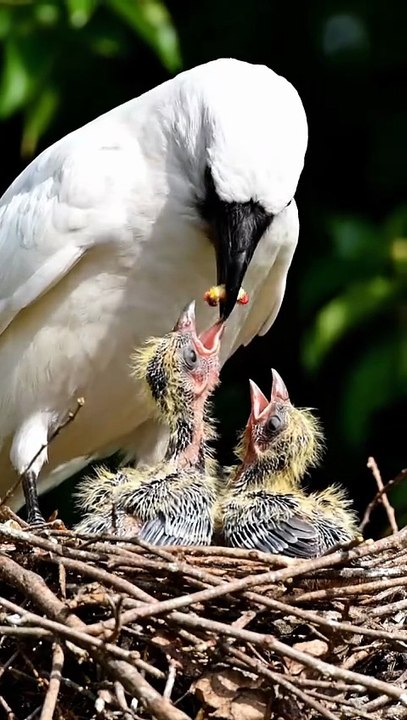 Crow Feeding Pigeon Chicks – Heartwarming Bird Care Video | Viral Baby Birds Moment