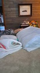 Frenchie Pops Out of Covers Only for Treats